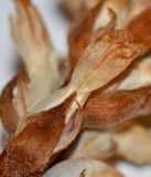 Orobanche cernua