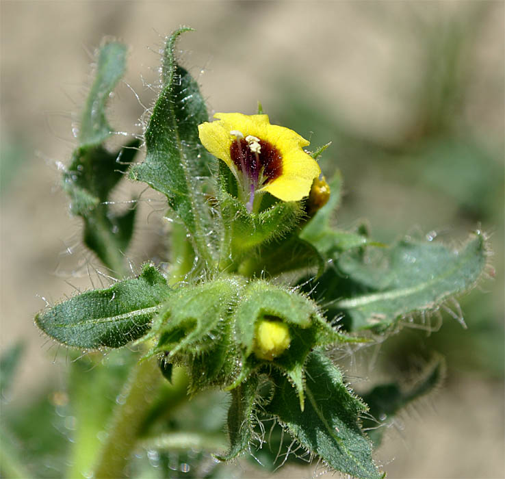 Изображение особи Hyoscyamus pusillus.