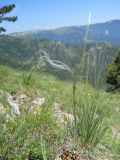 genus Stipa