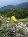 Potentilla taurica. Цветущее растение. Крым, гора Северная Демерджи. 2 июня 2012 г.