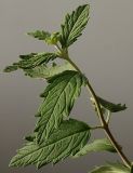 Caryopteris × clandonensis. Верхушка побега. Германия, г. Кемпен, в парке. 14.06.2012.