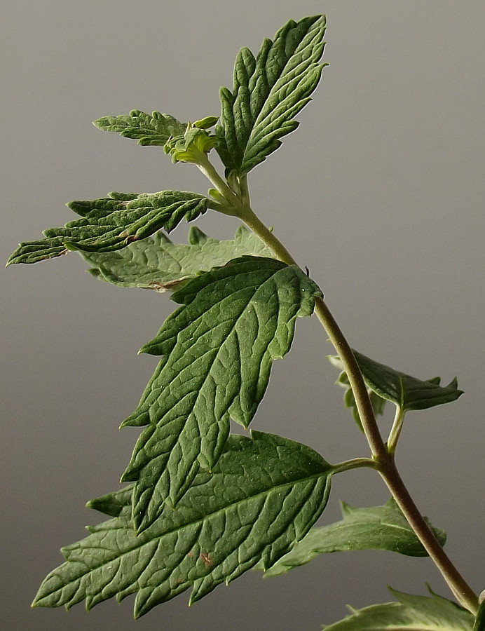 Image of Caryopteris × clandonensis specimen.