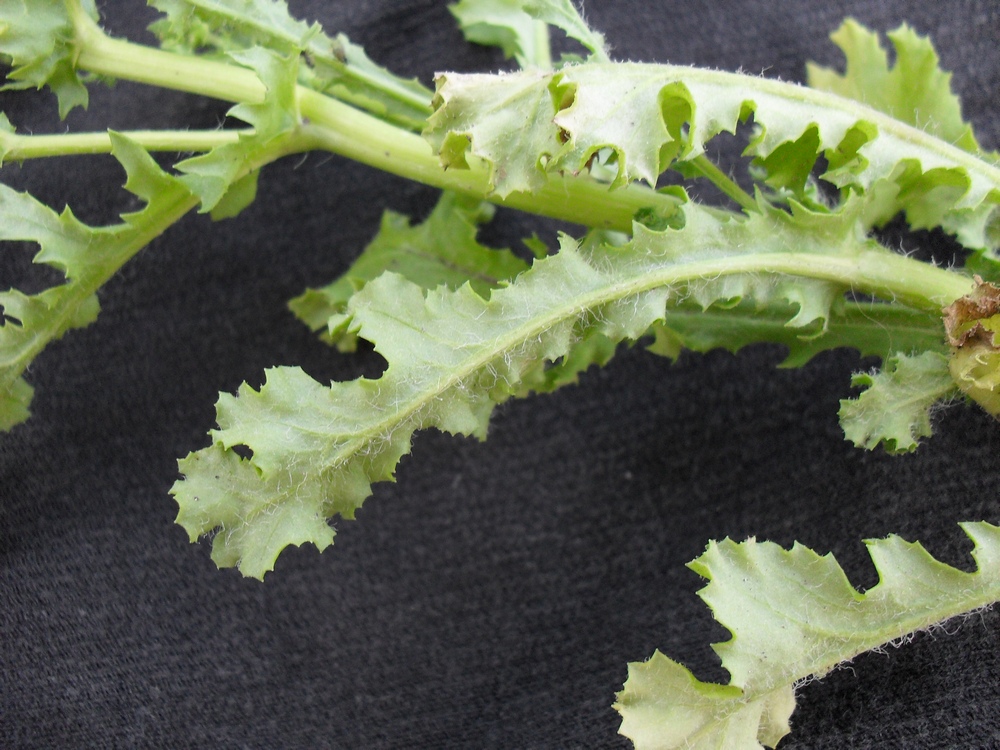 Image of Senecio vernalis specimen.