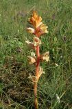 Orobanche alba. Цветущее растение. Крым, окр. с. Перевальное, урочище Аян. 10 июня 2012 г.