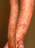 Ficus benghalensis. Фрагмент средней части молодых воздушных корней. Израиль, Шарон, г. Герцлия, в культуре. 30.06.2012.