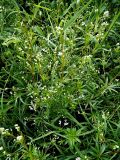 Galium rivale