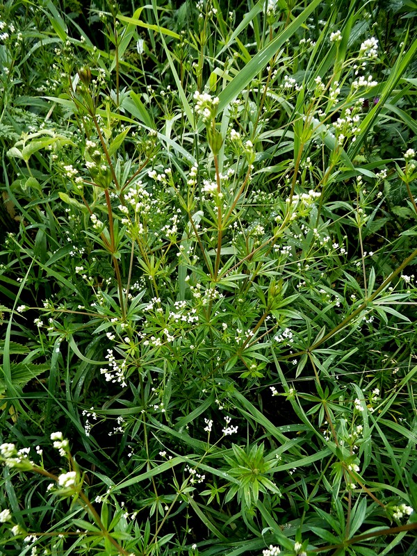 Image of Galium rivale specimen.