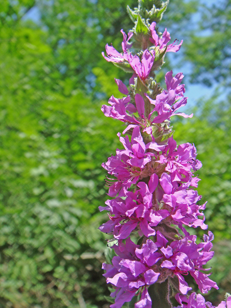 Image of Lythrum tomentosum specimen.