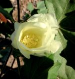 Gossypium peruvianum