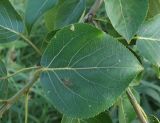 Populus maximowiczii