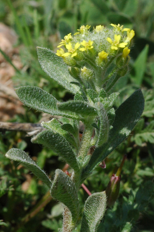 Image of Alyssum turkestanicum var. desertorum specimen.