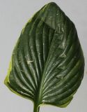 Hosta fortunei