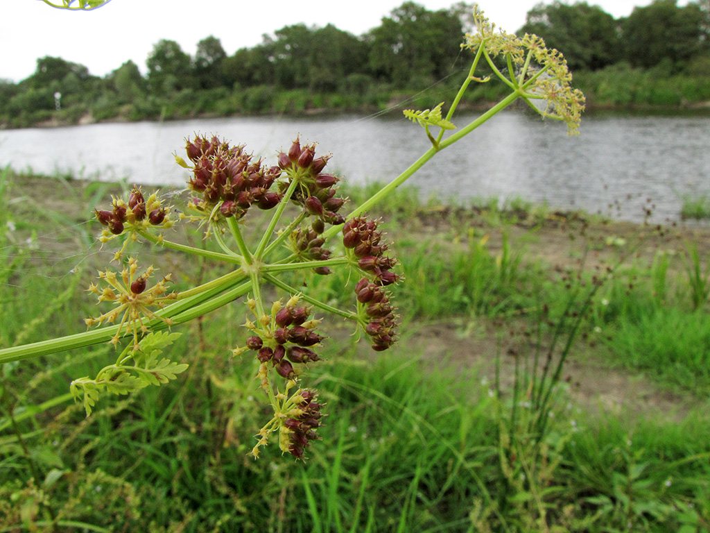 Image of Oenanthe aquatica specimen.