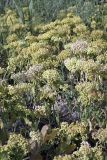 Cardaria repens. Плодоносящие растения. Южный Казахстан, правобережье Сыр-Дарьи выше устья Арыси. 27.05.2012.