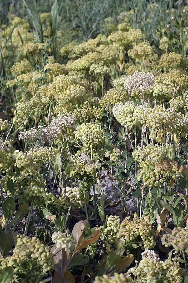 Изображение особи Cardaria repens.