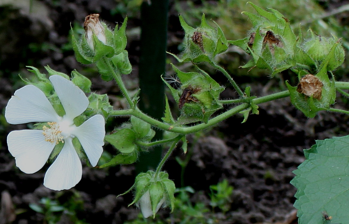 Изображение особи Kitaibelia vitifolia.