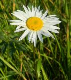 Leucanthemum vulgare. Верхушка растения с соцветием. Подмосковье, Одинцовский р-н, окр. дер. Луцино, разнотравный луг. Июль 2012 г.