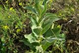 Verbascum densiflorum