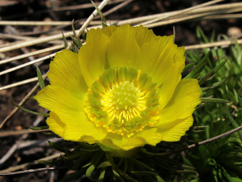 Изображение особи Adonis vernalis.