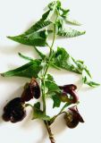 Aristolochia bottae