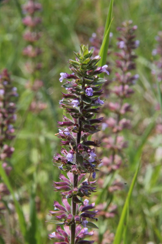 Image of Dracocephalum thymiflorum specimen.