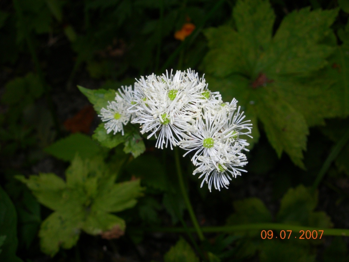 Изображение особи Trautvetteria japonica.