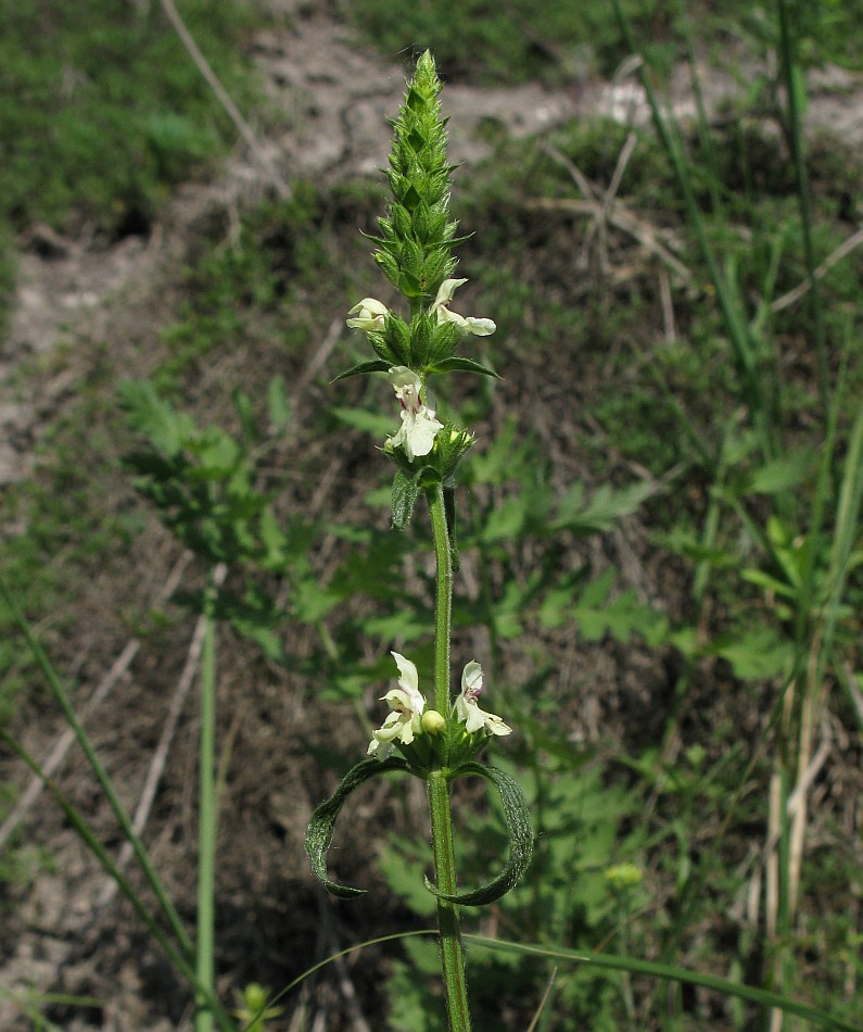 Изображение особи Stachys recta.