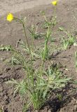 Ranunculus polyanthemos. Цветущее растение. Тульская обл., Плавский р-н, окр. пос. Молочные Дворы. 01.06.2009.