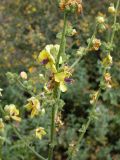 Verbascum tripolitanum. Часть соцветия. Israel, Mount Carmel. 16.05.2008.