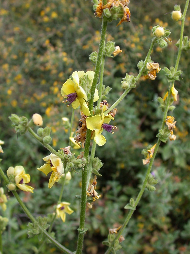 Изображение особи Verbascum tripolitanum.