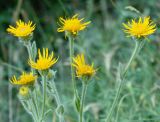 Inula oculus-christi