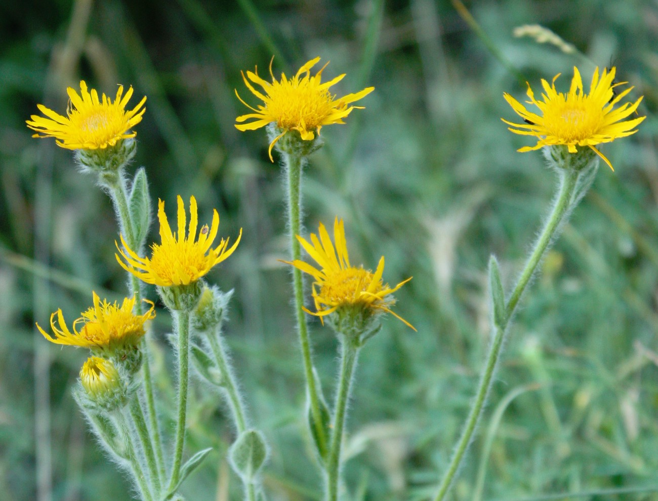 Изображение особи Inula oculus-christi.