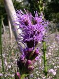 Liatris spicata