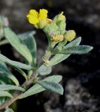 Alyssum wulfenianum