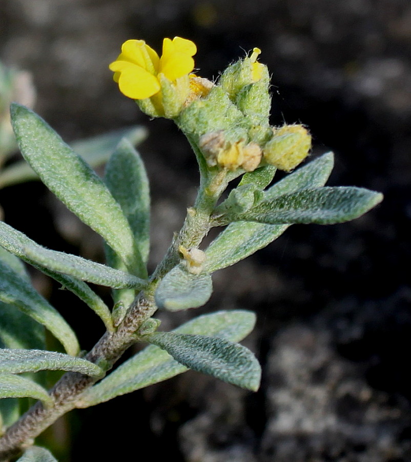 Изображение особи Alyssum wulfenianum.