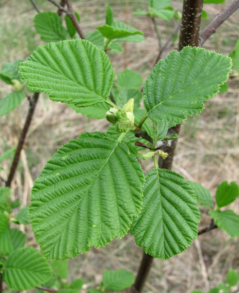 Изображение особи Alnus × pubescens.