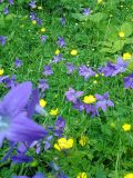 Campanula patula