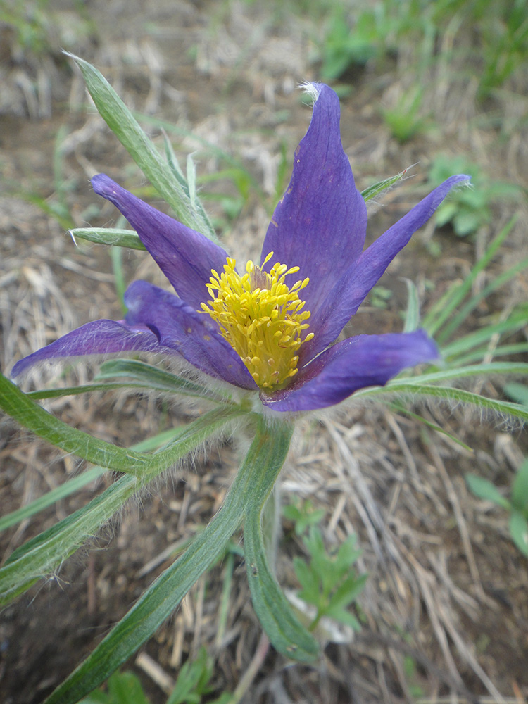 Изображение особи Pulsatilla multifida.