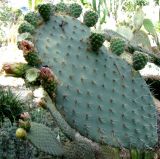 Opuntia leucotricha. Побег с плодами. Франция, Приморские Альпы, г. Сен-Жан-Кап-Ферра, вилла Эфрусси-де-Ротшильд, парк, сад кактусов. 20.06.2012.