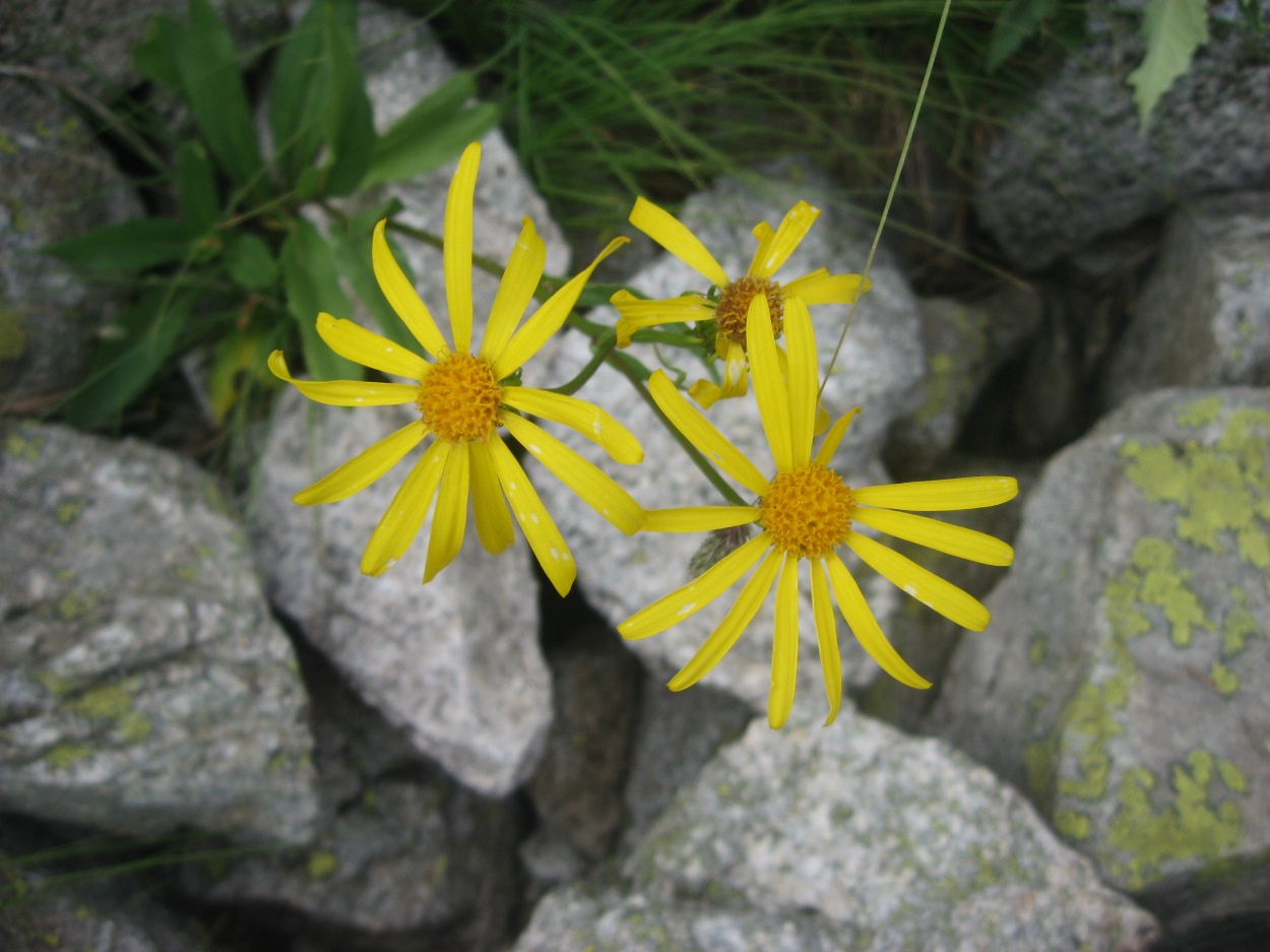 Изображение особи Senecio kolenatianus.