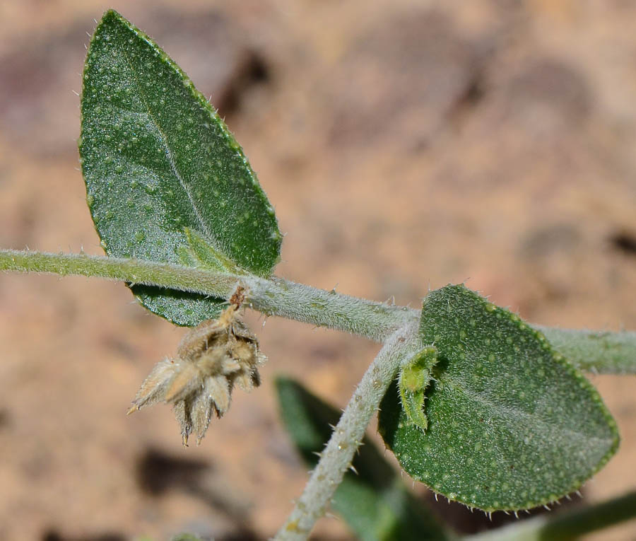 Изображение особи Trichodesma africana.