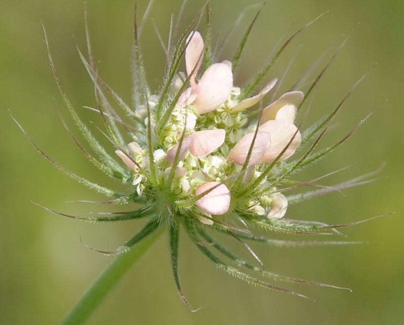 Image of Tordylium officinale specimen.