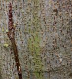 Image of taxon representative. Author is Валерий Куделя