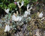 Astragalus gregorii