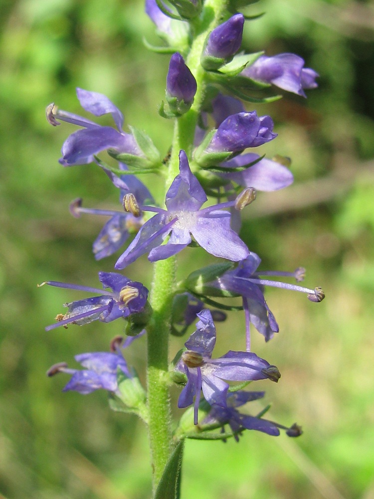 Изображение особи Veronica spicata.