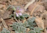 Erodium laciniatum. Цветущее растение (ssp. pulverulentum (Boiss.) Batt.). Israel, Eilat Mountains. 20.03.2013.