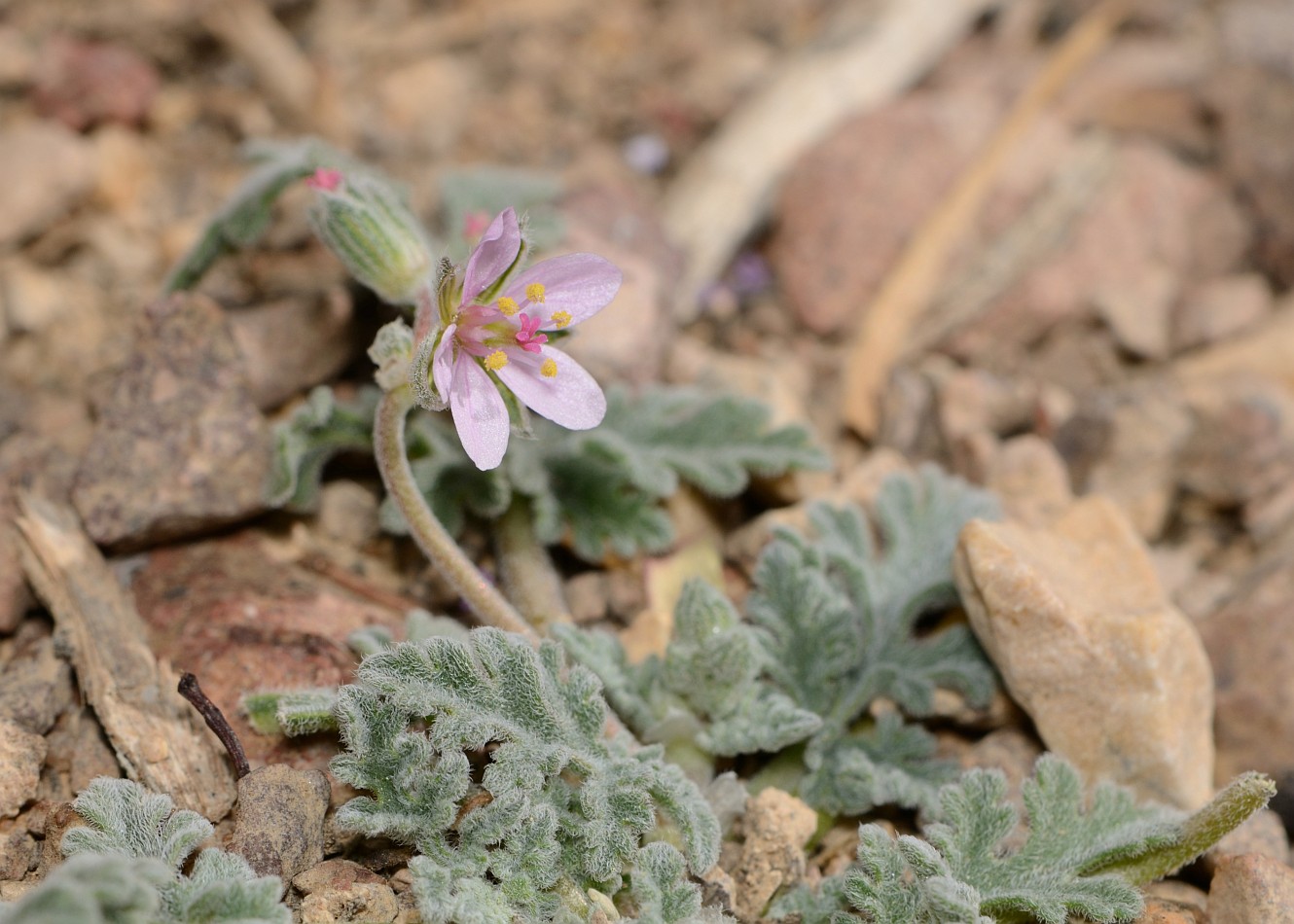 Image of Erodium laciniatum specimen.