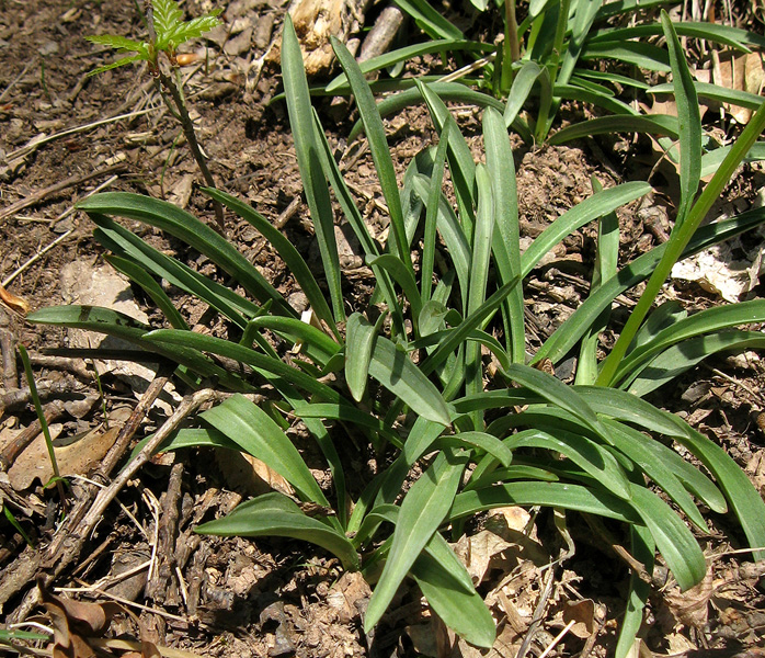 Изображение особи Dactylorhiza romana.