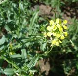 Erysimum repandum