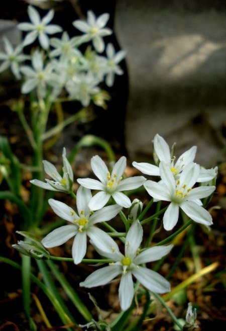 Изображение особи Ornithogalum oreoides.